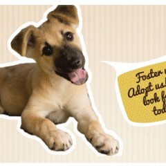 One Great Deal that Gives a Second Chance to Animals